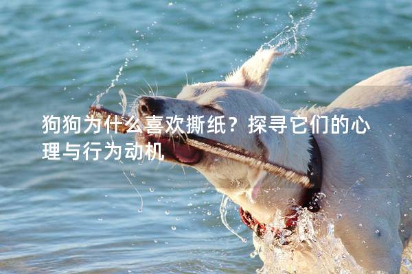 狗狗为什么喜欢撕纸？探寻它们的心理与行为动机