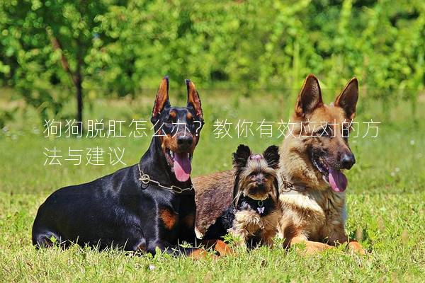 狗狗脱肛怎么办？教你有效应对的方法与建议