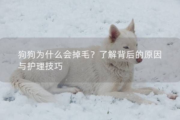 狗狗为什么会掉毛？了解背后的原因与护理技巧