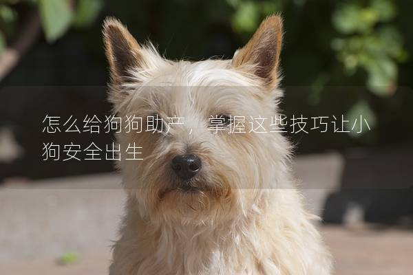怎么给狗狗助产，掌握这些技巧让小狗安全出生
