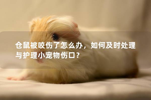 仓鼠被咬伤了怎么办，如何及时处理与护理小宠物伤口？