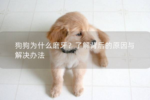 狗狗为什么磨牙？了解背后的原因与解决办法