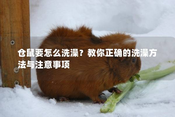 仓鼠要怎么洗澡？教你正确的洗澡方法与注意事项