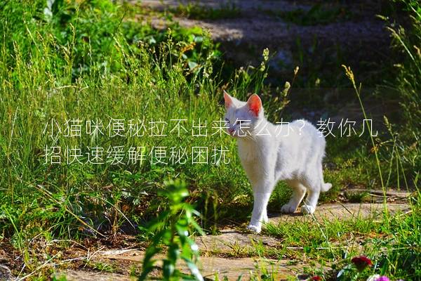小猫咪便秘拉不出来怎么办？教你几招快速缓解便秘困扰