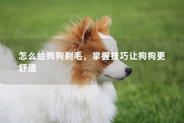 怎么给狗狗剃毛，掌握技巧让狗狗更舒适