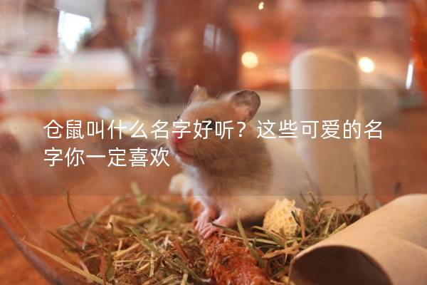 仓鼠叫什么名字好听？这些可爱的名字你一定喜欢