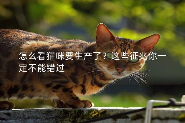怎么看猫咪要生产了？这些征兆你一定不能错过