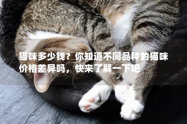 猫咪多少钱?你知道不同品种的猫咪价格差异吗,快来了解一下吧 猫咪多少钱?你知道不同品种的猫咪价格差异吗,快来了解一下吧