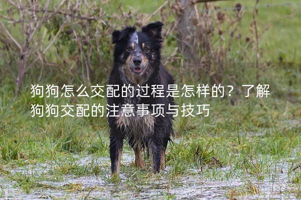 狗狗怎么交配的过程是怎样的？了解狗狗交配的注意事项与技巧