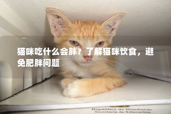 猫咪吃什么会胖?了解猫咪饮食,避免肥胖问题 猫咪吃什么会胖?了解猫咪饮食,避免肥胖问题
