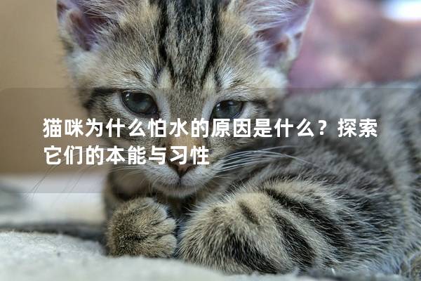 猫咪为什么怕水的原因是什么？探索它们的本能与习性