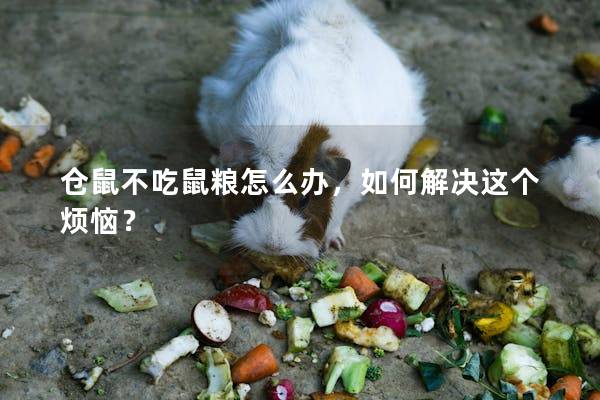 仓鼠不吃鼠粮怎么办，如何解决这个烦恼？