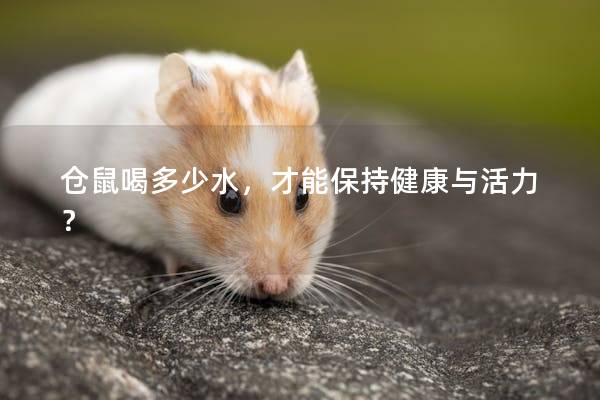 仓鼠喝多少水，才能保持健康与活力？