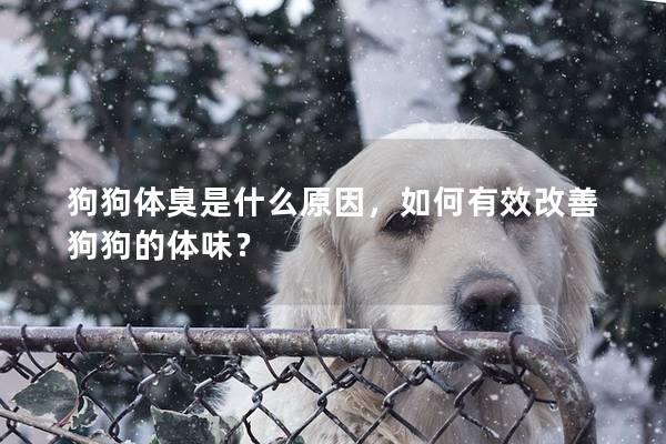 狗狗体臭是什么原因，如何有效改善狗狗的体味？