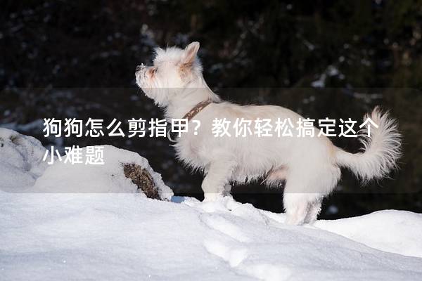 狗狗怎么剪指甲？教你轻松搞定这个小难题
