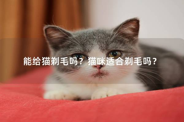 能给猫剃毛吗?猫咪适合剃毛吗? 能给猫剃毛吗?猫咪适合剃毛吗?