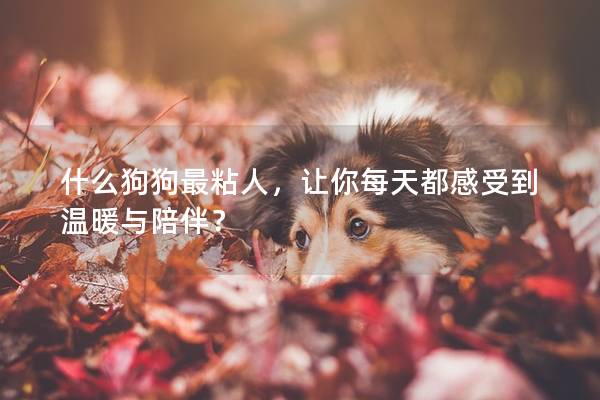 什么狗狗最粘人,让你每天都感受到温暖与陪伴? 什么狗狗最粘人,让你每天都感受到温暖与陪伴?