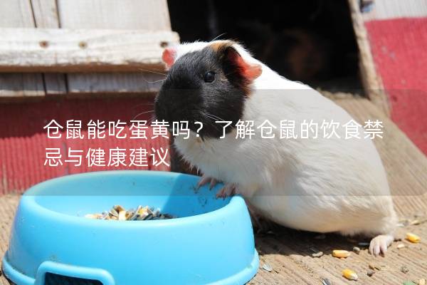 仓鼠能吃蛋黄吗？了解仓鼠的饮食禁忌与健康建议