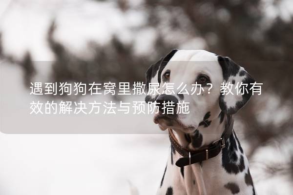 遇到狗狗在窝里撒尿怎么办？教你有效的解决方法与预防措施