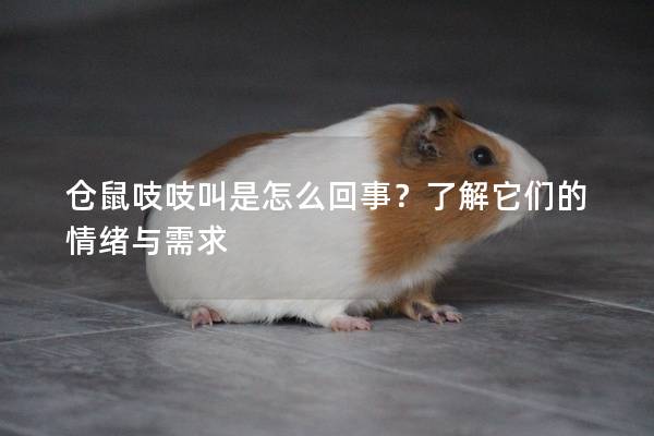 仓鼠吱吱叫是怎么回事？了解它们的情绪与需求