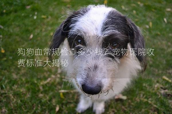狗狗血常规检查多少钱？宠物医院收费标准大揭秘