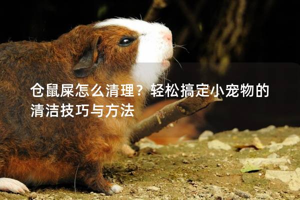 仓鼠屎怎么清理？轻松搞定小宠物的清洁技巧与方法