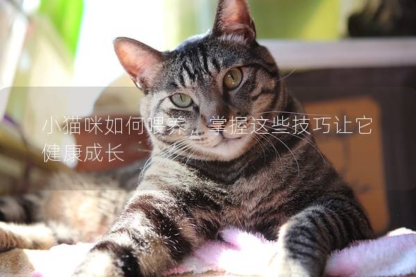小猫咪如何喂养,掌握这些技巧让它健康成长 小猫咪如何喂养,掌握这些技巧让它健康成长
