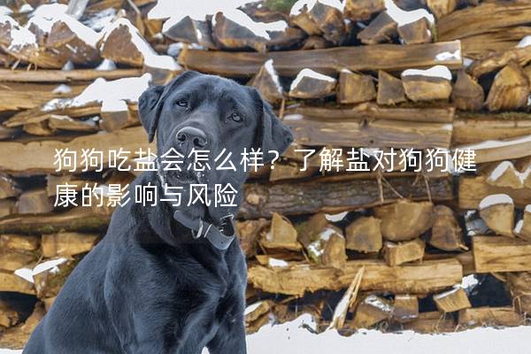 狗狗吃盐会怎么样？了解盐对狗狗健康的影响与风险
