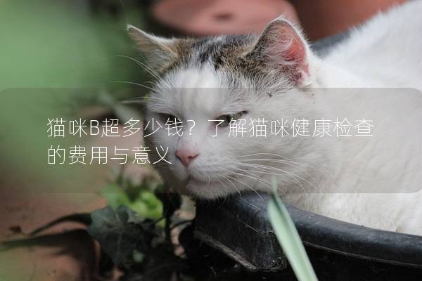 猫咪B超多少钱？了解猫咪健康检查的费用与意义