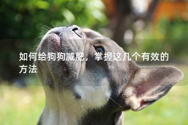 如何给狗狗减肥，掌握这几个有效的方法