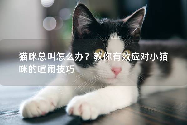 猫咪总叫怎么办？教你有效应对小猫咪的喧闹技巧