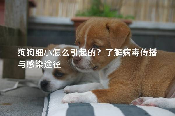 狗狗细小怎么引起的？了解病毒传播与感染途径