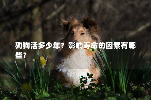 狗狗活多少年?影响寿命的因素有哪些? 狗狗活多少年?影响寿命的因素有哪些?