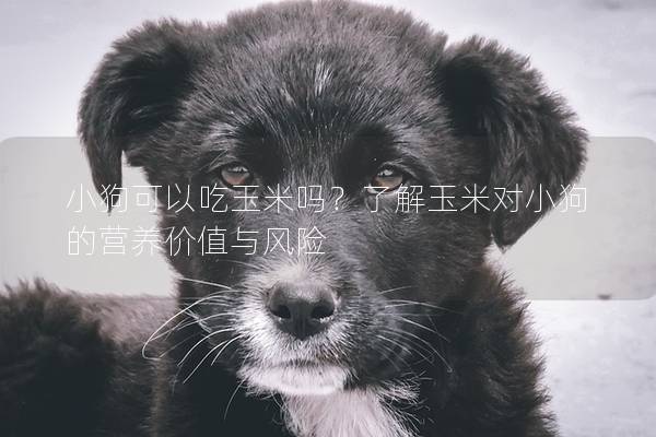小狗可以吃玉米吗？了解玉米对小狗的营养价值与风险