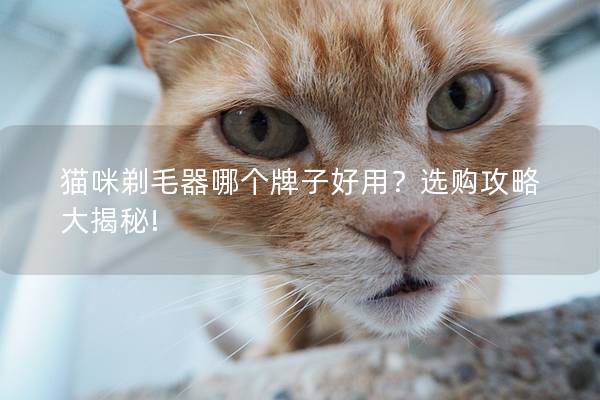 猫咪剃毛器哪个牌子好用？选购攻略大揭秘!