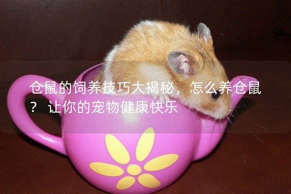 仓鼠的饲养技巧大揭秘，怎么养仓鼠？ 让你的宠物健康快乐