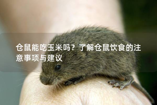 仓鼠能吃玉米吗？了解仓鼠饮食的注意事项与建议
