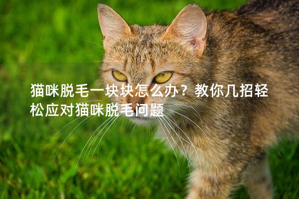 猫咪脱毛一块块怎么办？教你几招轻松应对猫咪脱毛问题