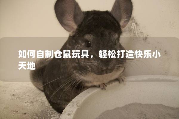 如何自制仓鼠玩具，轻松打造快乐小天地