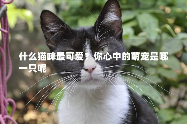 什么猫咪最可爱？你心中的萌宠是哪一只呢