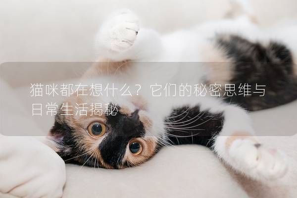 猫咪都在想什么？它们的秘密思维与日常生活揭秘