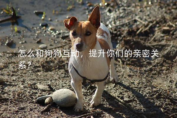 怎么和狗狗互动，提升你们的亲密关系？