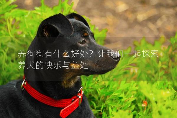 养狗狗有什么好处？让我们一起探索养犬的快乐与益处