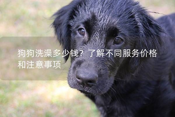 狗狗洗澡多少钱？了解不同服务价格和注意事项