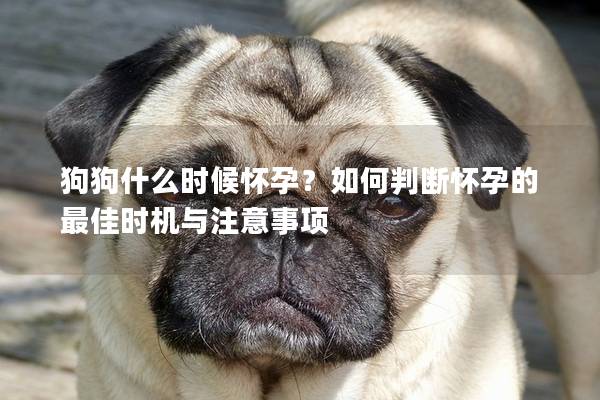 狗狗什么时候怀孕？如何判断怀孕的最佳时机与注意事项