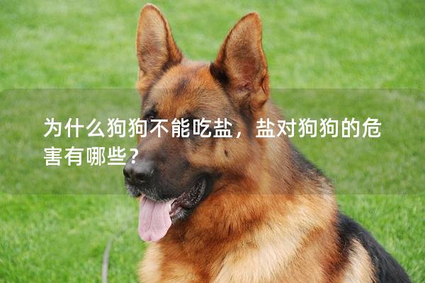 为什么狗狗不能吃盐，盐对狗狗的危害有哪些？
