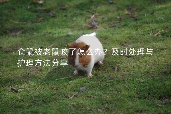 仓鼠被老鼠咬了怎么办？及时处理与护理方法分享