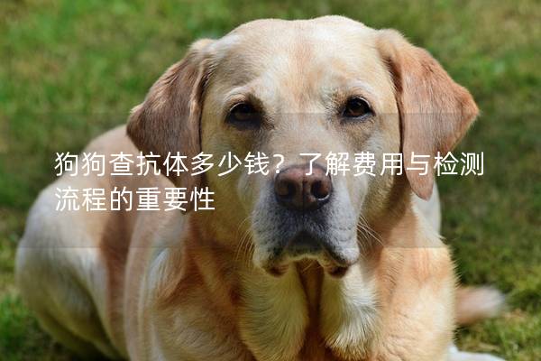 狗狗查抗体多少钱？了解费用与检测流程的重要性