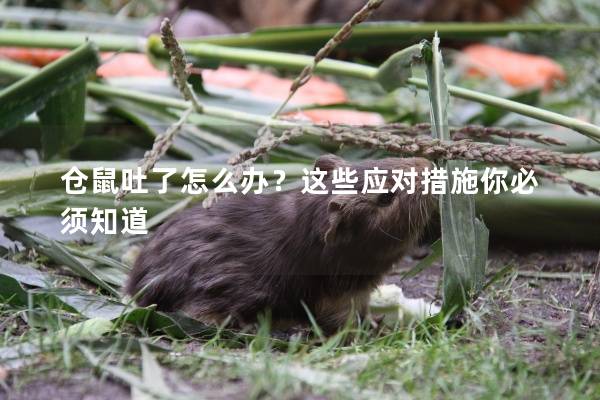 仓鼠吐了怎么办?这些应对措施你必须知道 仓鼠吐了怎么办?这些应对措施你必须知道