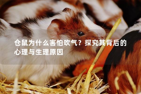 仓鼠为什么害怕吹气?探究其背后的心理与生理原因 仓鼠为什么害怕吹气?探究其背后的心理与生理原因